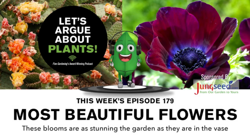 Episode 179: Most Beautiful Flowers  